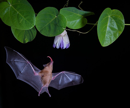 Nectar feeding bat