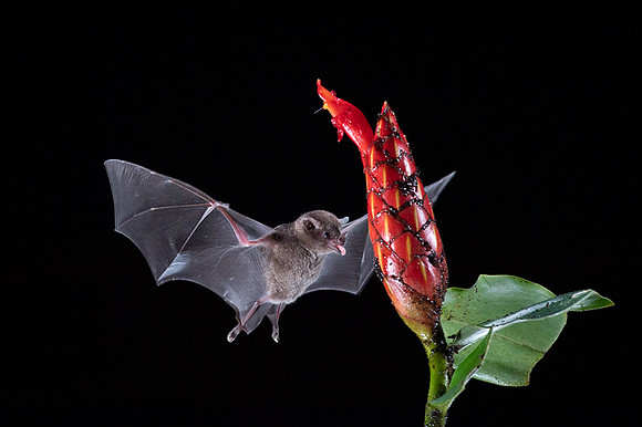 Nectar feeding bat