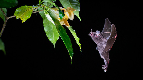 Nectar feeding bat