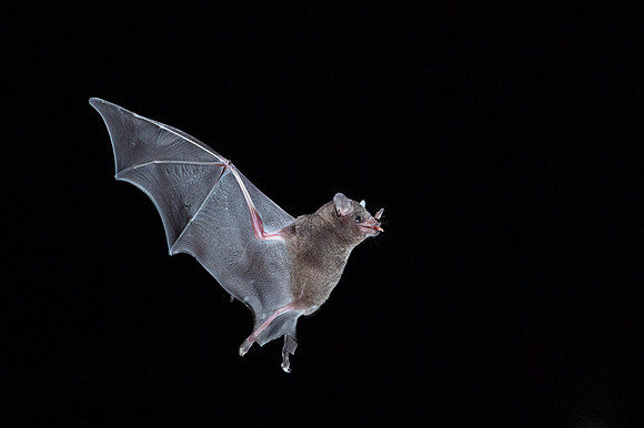 Nectar feeding bat