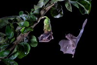 Nectar feeding bat