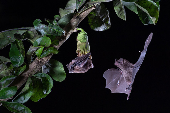 Nectar feeding bat