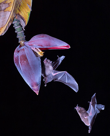 Nectar feeding bat