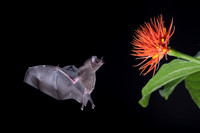 Nectar feeding bat