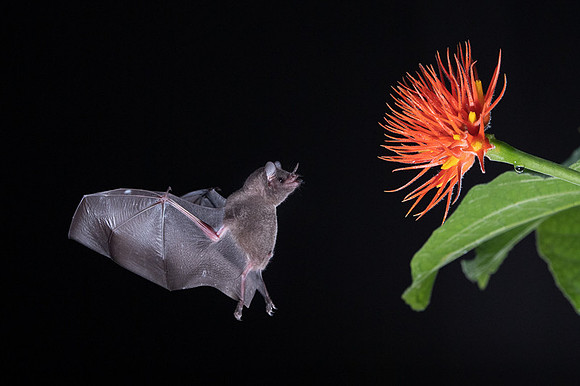 Nectar feeding bat