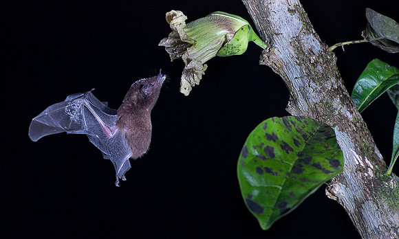 Nectar feeding bat