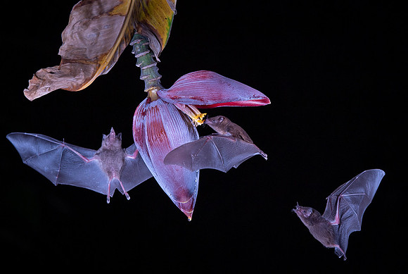 Nectar feeding bat