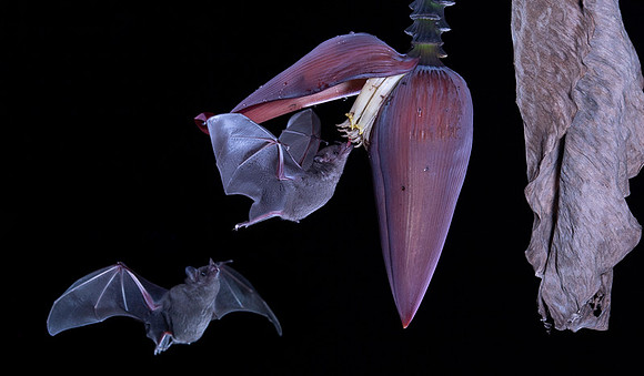 Nectar feeding bat