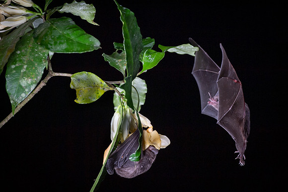 Nectar feeding bat