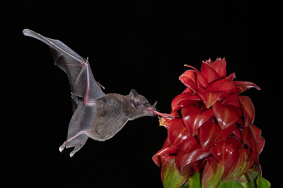 Nectar feeding bat