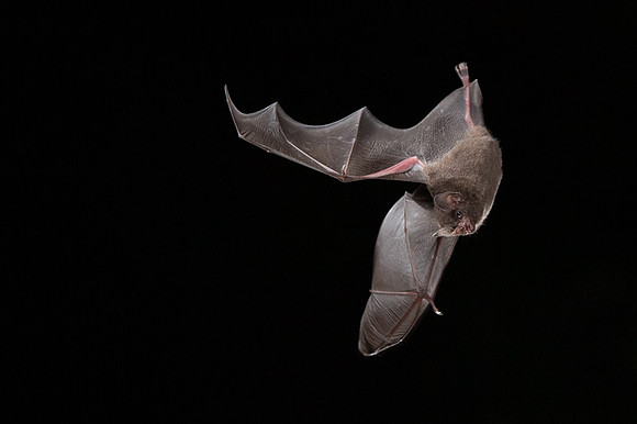 Nectar feeding bat