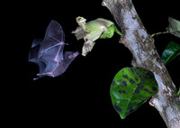 Nectar feeding bat