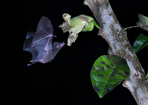 Nectar feeding bat