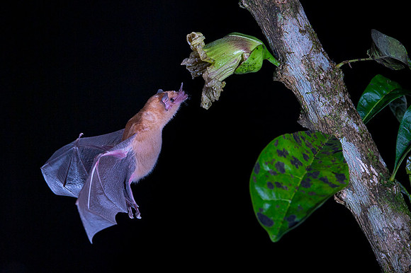 Nectar feeding bat