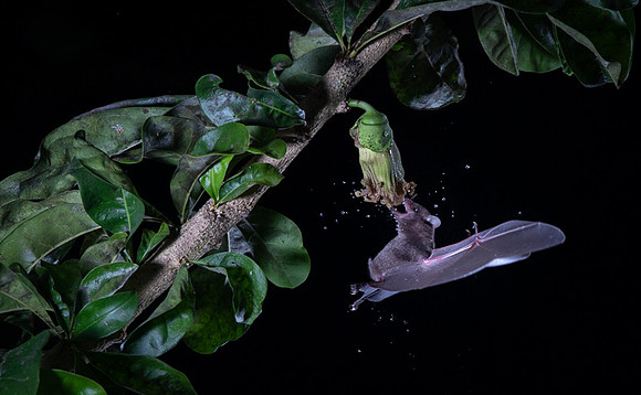 Nectar feeding bat