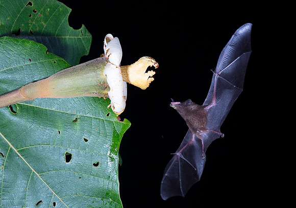 Nectar feeding bat