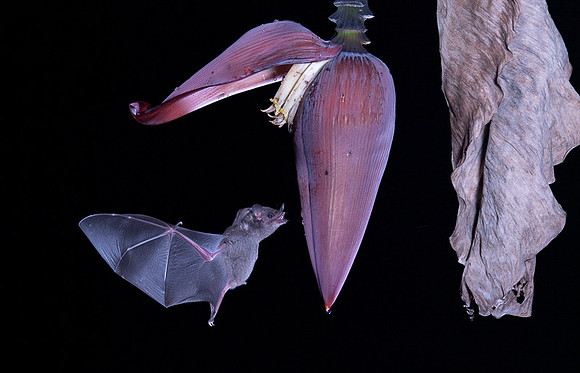 Nectar feeding bat