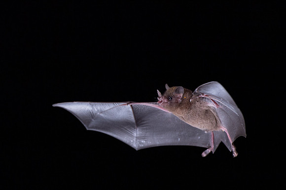 Nectar feeding bat