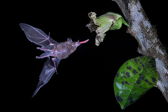Nectar feeding bat