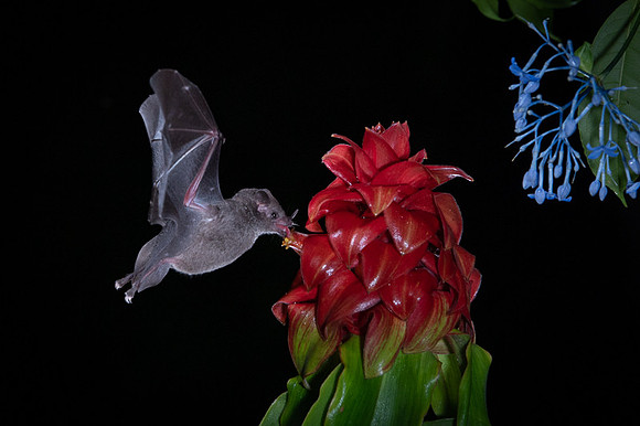Nectar feeding bat