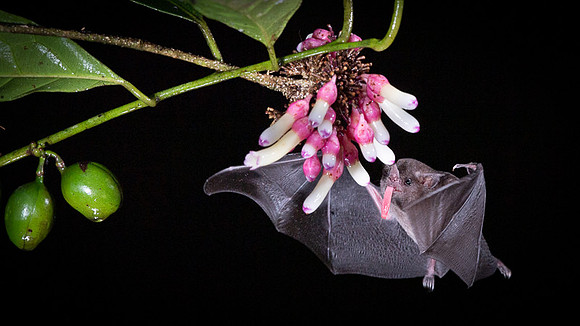 Nectar feeding bat