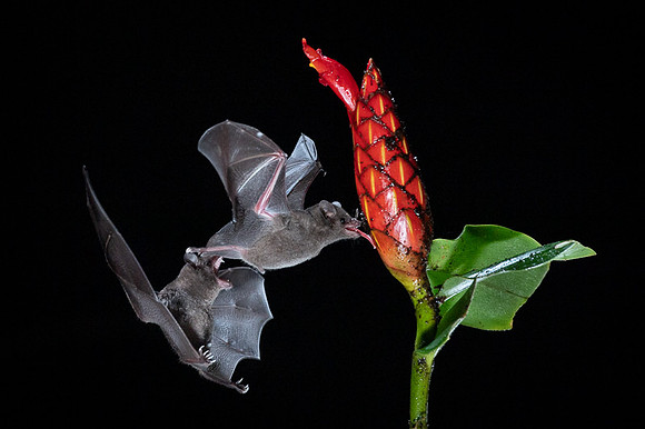Nectar feeding bat