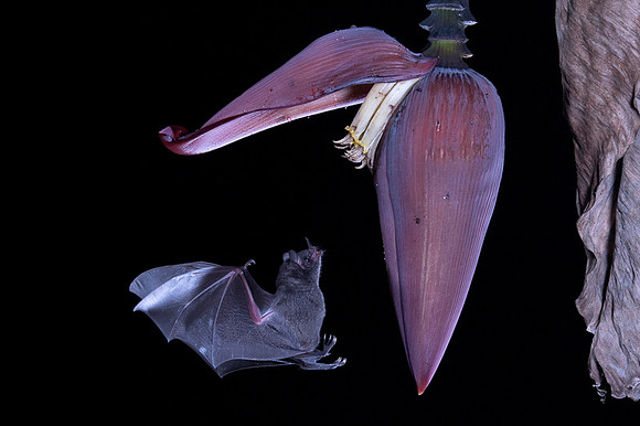 Nectar feeding bat