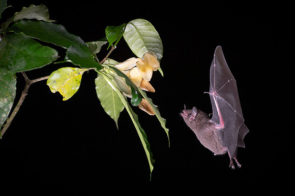 Nectar feeding bat
