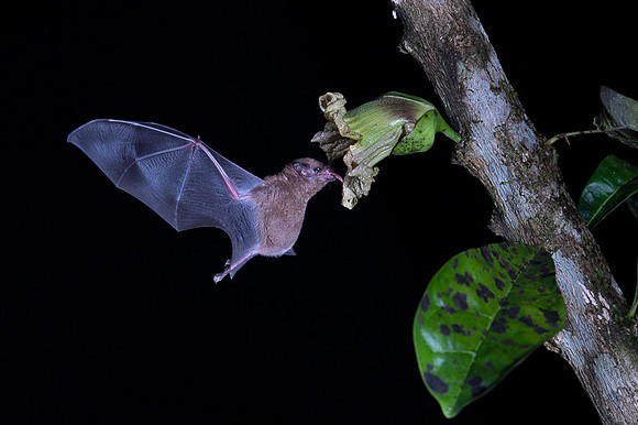 Nectar feeding bat