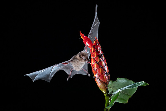 Nectar feeding bat
