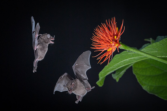 Nectar feeding bat