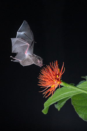 Nectar feeding bat