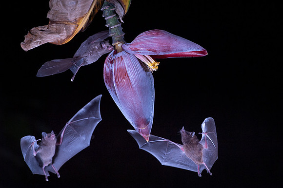 Nectar feeding bat