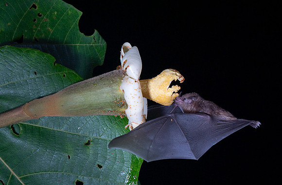 Nectar feeding bat