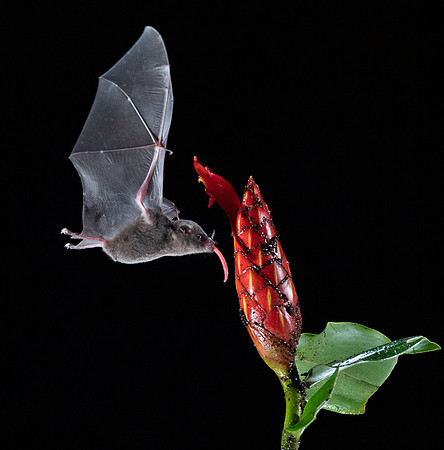 Nectar feeding bat