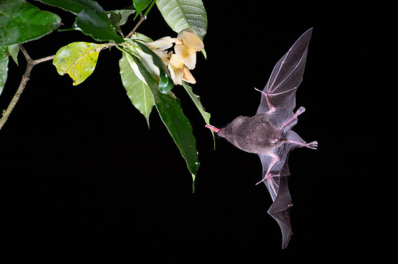 Nectar feeding bat
