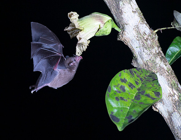 Nectar feeding bat
