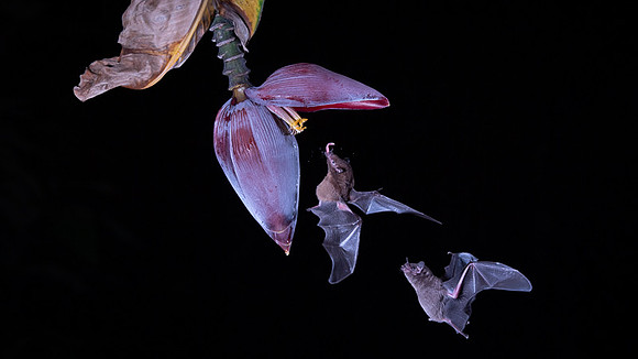 Nectar feeding bat