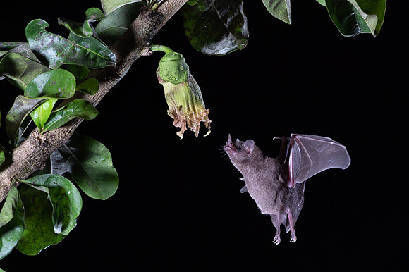 Nectar feeding bat