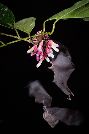 Nectar feeding bat