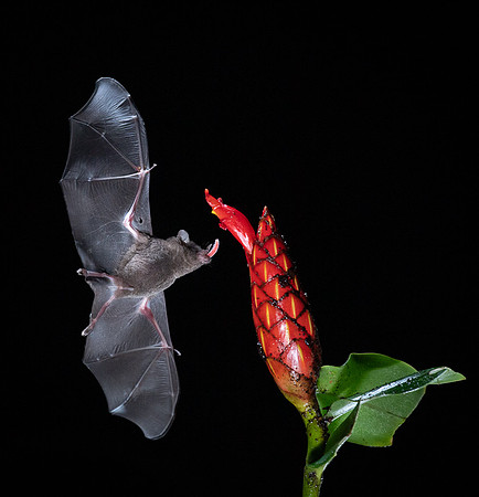 Nectar feeding bat