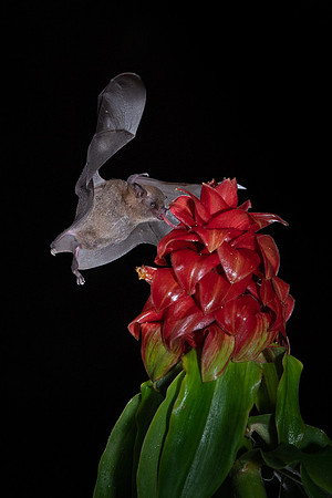Nectar feeding bat