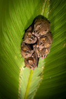Bats