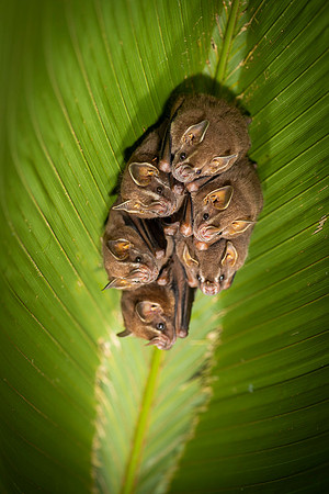 Bats