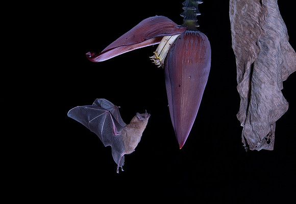 Nectar feeding bat