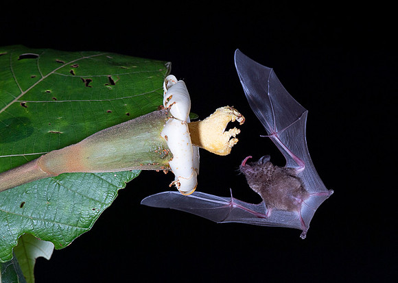 Nectar feeding bat