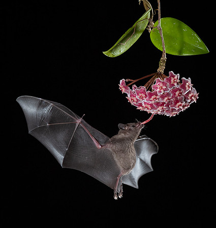 Nectar feeding bat