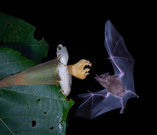 Nectar feeding bat