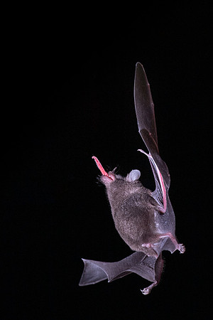 Nectar feeding bat
