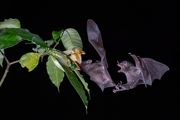 Nectar feeding bat
